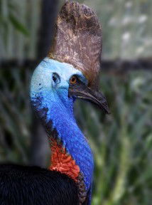 Currumbin Wildlife Sanctuary - Holiday Great Ocean Road 8