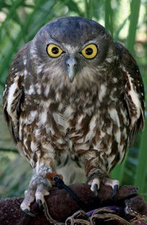 Currumbin Wildlife Sanctuary - Holiday Great Ocean Road 9