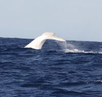 Australian Whale Watching - Holiday Great Ocean Road