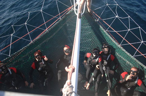 Dolphin Swim Australia - Holiday Great Ocean Road 4