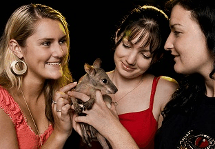 Cairns Night Zoo - Holiday Great Ocean Road 1