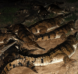 Cairns Night Zoo - Holiday Great Ocean Road 3