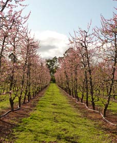 Raeburn Orchards - Holiday Great Ocean Road 0