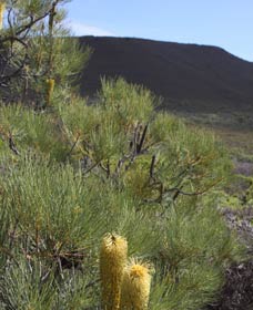 Lesueur Walk Trail, Mount Lesueur - Holiday Great Ocean Road 0