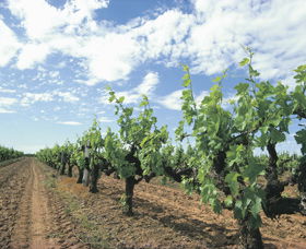 Blackwood Meadery - Holiday Great Ocean Road 0