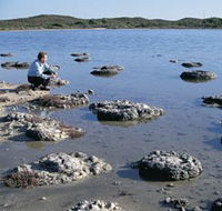 Lake Thetis Stromatolites - Holiday Great Ocean Road