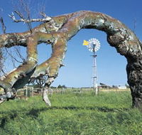 Greenough Leaning Trees - Holiday Great Ocean Road