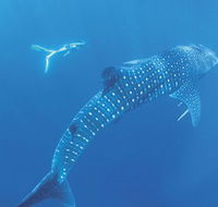 Ningaloo Marine Park - Holiday Great Ocean Road