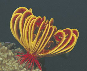 Muiron Islands - Holiday Great Ocean Road 0