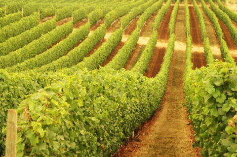 Happs Wines - Holiday Great Ocean Road 0