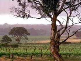 Yangarra Estate Vineyard - Holiday Great Ocean Road 0