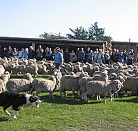 Curringa Farm - Accommodation and Farm Tours - Holiday Great Ocean Road