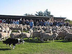 Curringa Farm - Accommodation And Farm Tours - Holiday Great Ocean Road 0