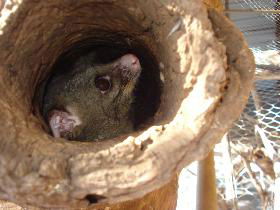 Mulga Sanctuary And Wildlife Park - Holiday Great Ocean Road 0
