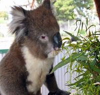 Glen-Forest Tourist Park - Holiday Great Ocean Road