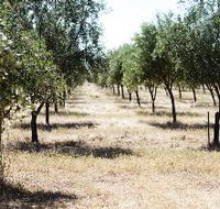 Talinga Grove Olive Oils - Holiday Great Ocean Road