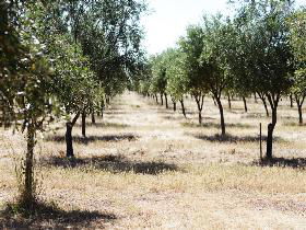 Talinga Grove Olive Oils - Holiday Great Ocean Road 0