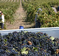 Rolf Binder Wines - Holiday Great Ocean Road