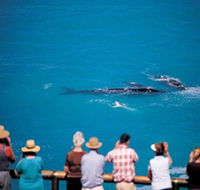 Whale Watching At Head Of Bight - Holiday Great Ocean Road
