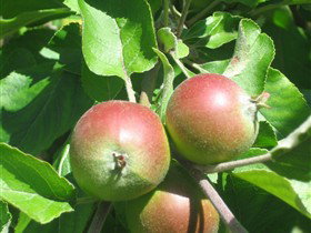 Sage Cooking School - Holiday Great Ocean Road 0