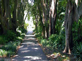Adelaide Botanic Garden - Holiday Great Ocean Road 0