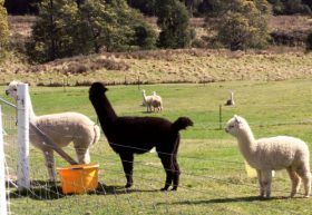 Maydena Country Cabins Accommodation & Alpaca Stud - Holiday Great Ocean Road 0