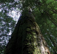 Styx Big Tree Reserve - Holiday Great Ocean Road