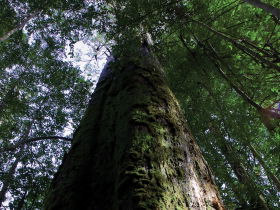 Styx Big Tree Reserve - Holiday Great Ocean Road 0