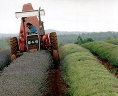 Bridestowe Lavender Farm - Holiday Great Ocean Road 0
