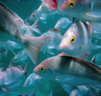 The Scottish Prince Dive Site