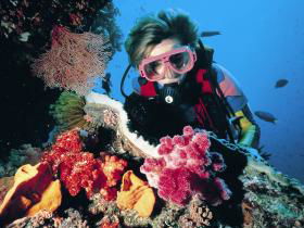 Nine Mile Reef Dive Site - Holiday Great Ocean Road 0
