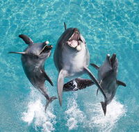 Sea World - Holiday Great Ocean Road