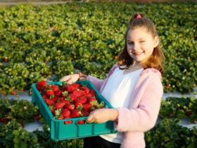Strawberry Fields - Holiday Great Ocean Road 0