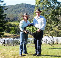 Hinterland Feijoas - Holiday Great Ocean Road