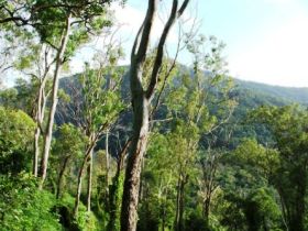 Smiths Track, Barron Gorge National Park - Holiday Great Ocean Road 0