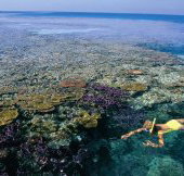 Split Bommie Dive Site - Holiday Great Ocean Road