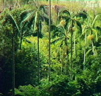 Fern Tree Pool and Giant's Chair Circuit