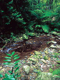 Wompoo Walk - Holiday Great Ocean Road 0