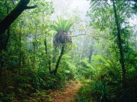 Lamington National Park, Green Mountains Section - Holiday Great Ocean Road 0