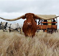 Texas Longhorn Wagon Tours and Safaris - Holiday Great Ocean Road