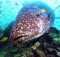 Lady Musgrave Island Dive Sites - Holiday Great Ocean Road