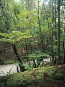 Fraser Island Great Walk - Holiday Great Ocean Road 0