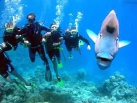 Henderson's Rock Dive Site - Holiday Great Ocean Road 0