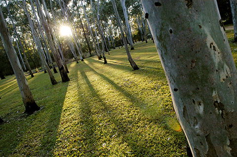 Tondoon Botanic Gardens - Holiday Great Ocean Road 0