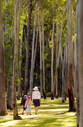 Tondoon Botanic Gardens - Holiday Great Ocean Road 3