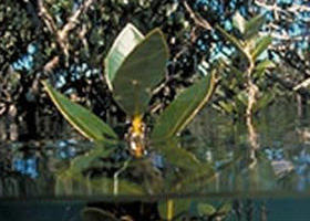 Jawbone Marine Sanctuary - Holiday Great Ocean Road 0