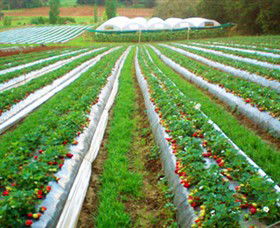 Kookaberry Strawberry Farm - Holiday Great Ocean Road 0