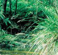 Lerderderg State Park - Holiday Great Ocean Road
