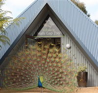 Halls Gap Zoo - Holiday Great Ocean Road