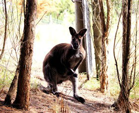 Princetown VIC Holiday Great Ocean Road
